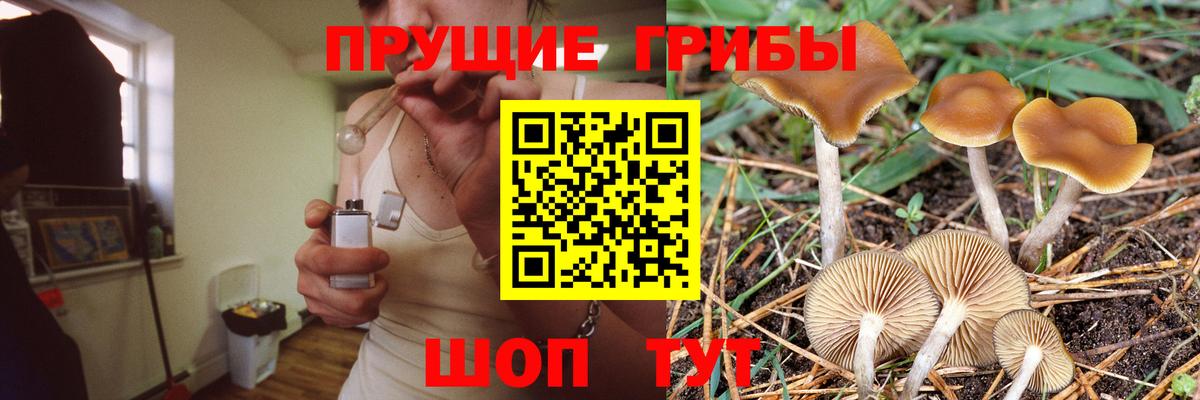 Карталы  Псилоцибиновые грибы Cubensis  Вход с VPN  Псилоцибиновые грибы GOLDEN TEACHER 